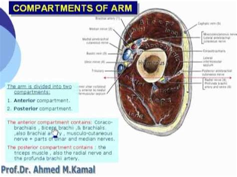 Acute compartment syndrome is a serious condition that involves increased pressure in a muscle compartment. Fascial Compartments of Thigh