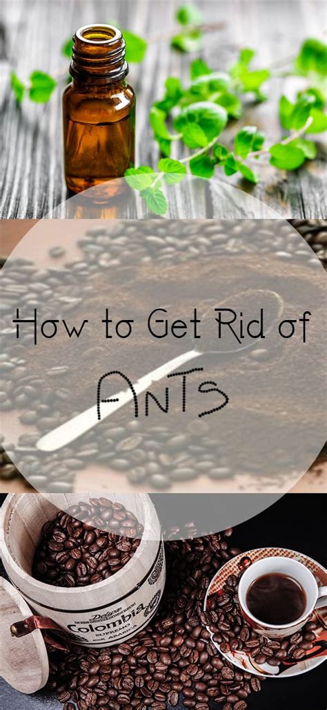 Pay close attention to the area where your pet sleeps. How to Get Rid of Ants | How To Build It