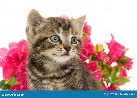 Tabby Kitten And Flowers Stock Image Image Of Single 41766391