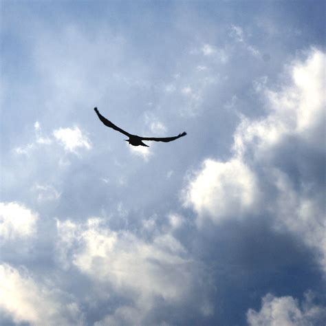 Bird Flying In Blue Sky With Clouds Free High Resolution Photo