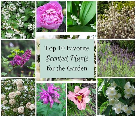 Scented Plants For Your Garden 10 Easy To Grow Favorites
