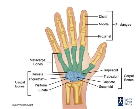 Hand Bones Anatomy Structure And Diagram