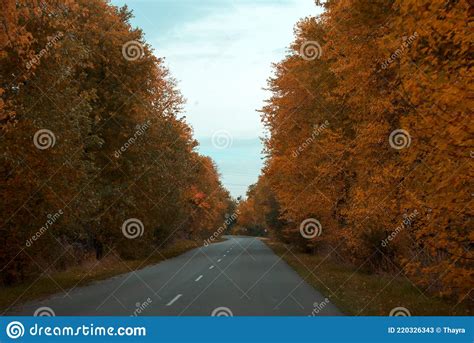 Empty Asphalt Road Through Autumn Forest Nature Autumn Background