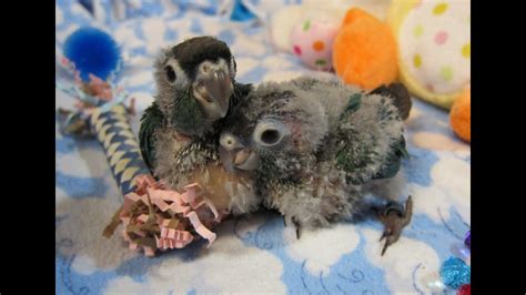 5 Week Old Baby Turquoise Green Cheek Conures Youtube