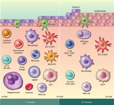 Overview Of The Immune Cells Present In First And Second Trimester