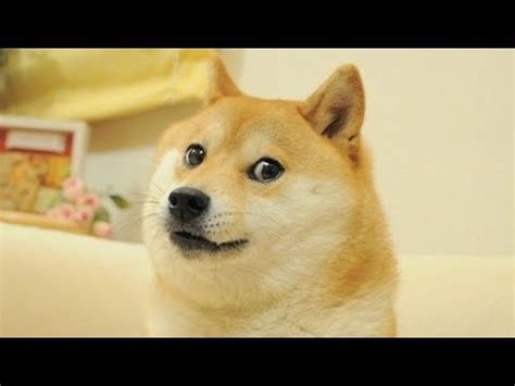 Atmosphere, doge, shiba inu, humor, blue, copy space, no people. The lying Doge 1080p By:Travis Heard - YouTube
