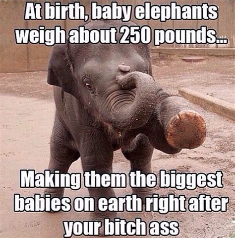 Baby Elephants How Big Is Baby Funny Pictures Baby Elephant