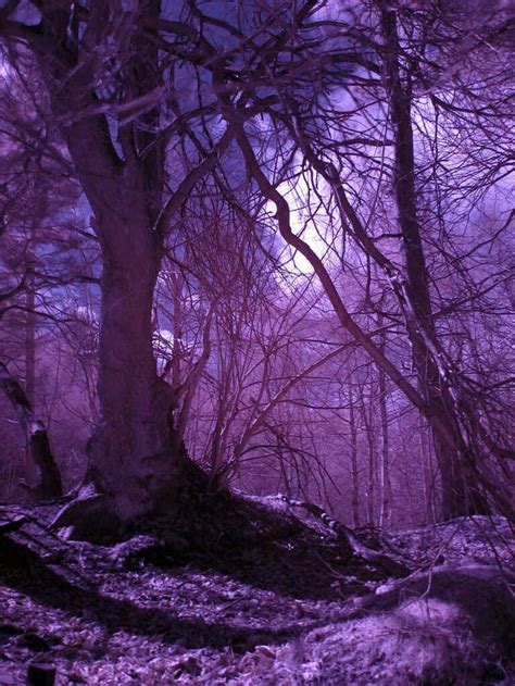 Pin By Pilar Calderón On Beautiful Forest Purple Forest Shades Of