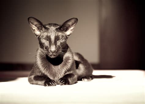 Usyaka And Pirate Photos Of The Oriental Shorthair Cat