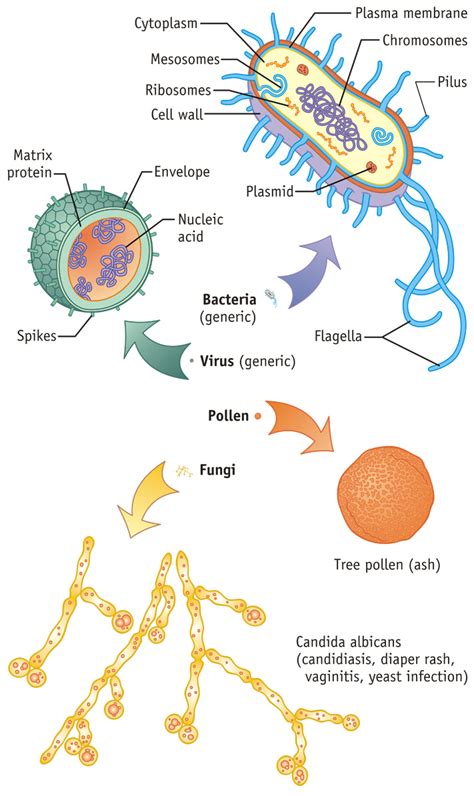 For Bacteria And Fungi