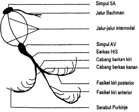 Tujuan membaca ekg adalah kemampuan untuk menentukan apakah komponen ekg normal atau tidak normal (patologis). EKG dan Ilmu Dasarnya