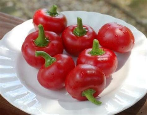 Seeds Rare Chili Pepper Cherry Red Hot Chili Organic Heirloom Etsy