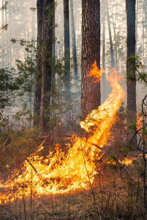 Big Flame On Forest Fire Stock Photo Image Of Danger
