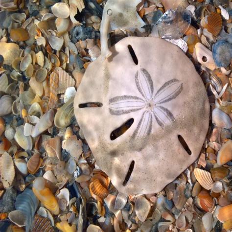 Spiritual Meaning Of Sand Dollar Uncovering Its Symbolism Welcome