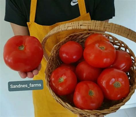 Giant Belgium Round Tomato 50 Seeds Prized Tomatoes Monster Sized