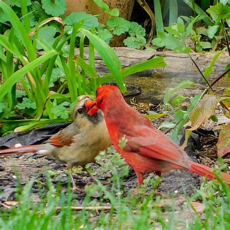 Male Cardinal Always Feeds His Mate A Treat In Dayton Ohio Its Sweet
