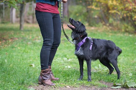 Safety Tips For Exploring The Great Outdoors With Your Pet Bc Spca