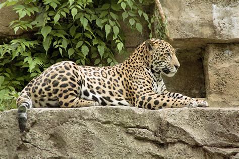 Jaguar Cub Resting Photograph By Jack Nevitt Fine Art America