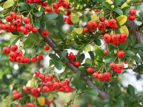 Are Pyracantha Berries Poisonous Poisonous Plants Evergreen Shrubs Bird Species Red Berries