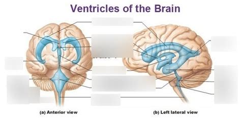 Ventricles And Csf Diagram Quizlet