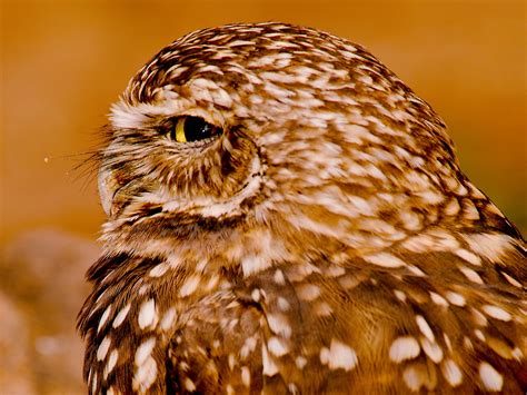 Burrowing Owl Athene Cunicularia1 Josh More Flickr