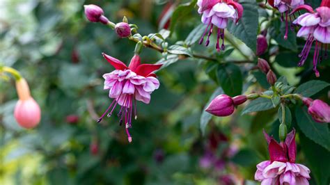 How To Successfully Care For Fuchsia Plants