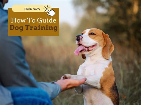Dog Training Made Easy With 8 Awesome Pro Tips