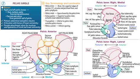 Female Human Muscles Diagram Female Pelvic Anatomy Fe