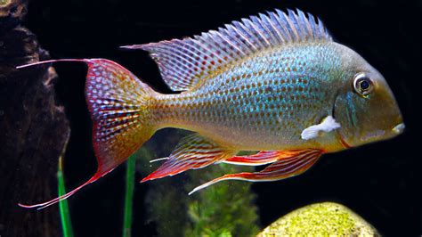 The Ultimate Centerpiece Fish Geophagus Altifrons Care And Breeding