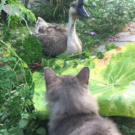 Mio bunga sakura yang indah dalam bahasa jepang. Menarik Buat Pencinta Kucing Yang Tidak Ramai Ketahui