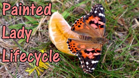 How To Look After Painted Lady Butterflies The Life Cycle Of The