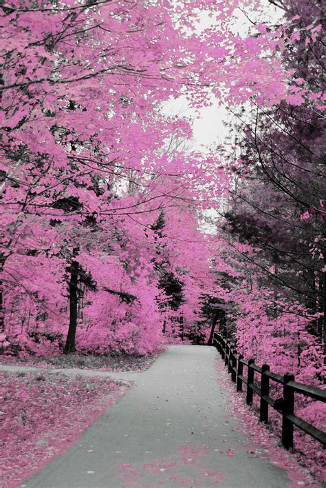 Pink Pathway Photograph By Optical Playground By Mp Ray