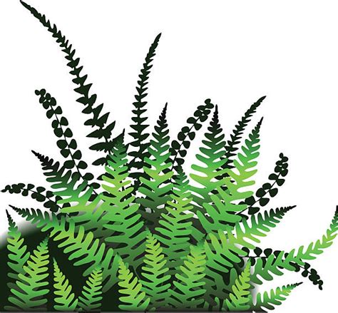 Fern Clip Art Vector Images And Illustrations Istock
