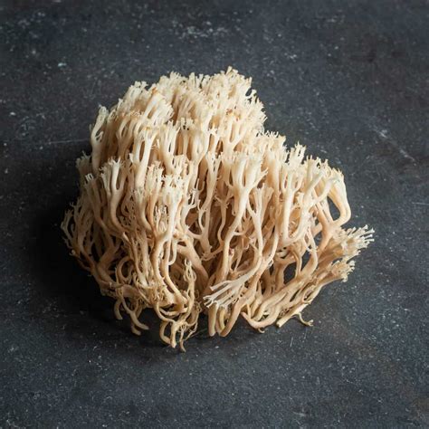 Ramaria And Coral Mushroom Recipes Forager Chef