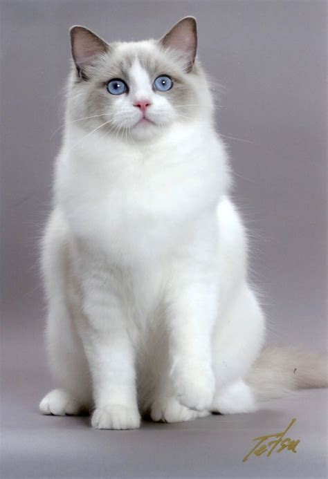 Different Type Of Cats What Kind Of Cats Are You Cat Breeds Pretty