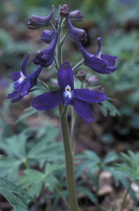 Free Picture Dwarf Larkspur Purple Flower Delphinium Tricorne