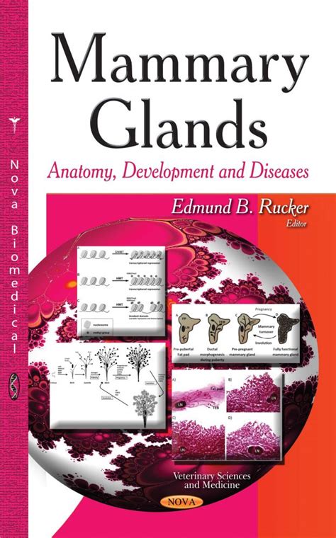 Mammary Gland Anatomy