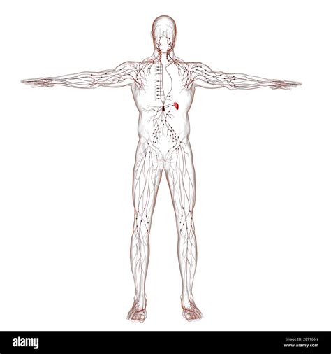 Human Lymph Nodes Anatomy For Medical Concept 3d Illustration Stock