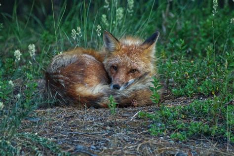 Why Are Red Foxes So Happy Among Us Yukon Wildlife Preserve