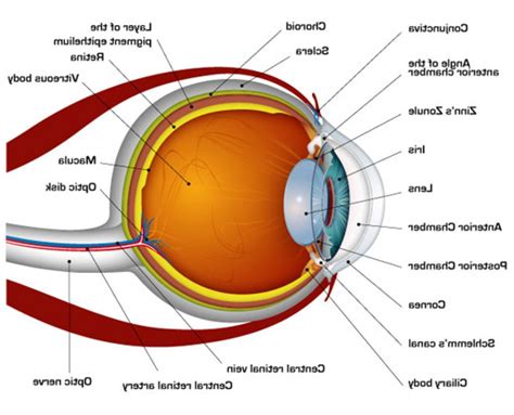 Eye Anatomy Diagram Printable Anatomy Worksheets