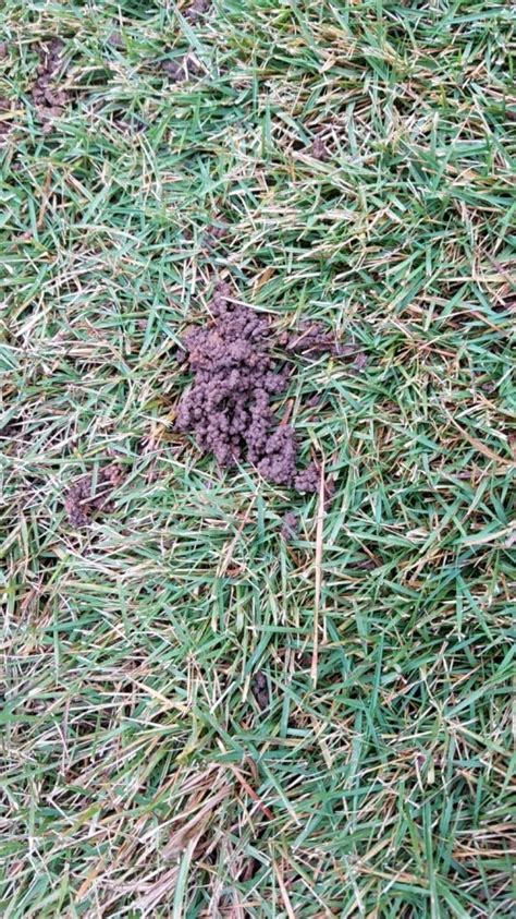 How To Reduce Worm Castings In Your Lawn Alliance Turf Shrub And Pest
