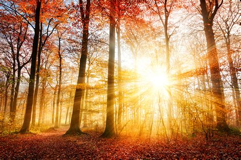 Desktop Wallpapers Rays Of Light Leaf Autumn Nature Forests Trunk