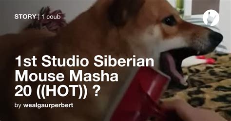 1st Studio Siberian Mouse Masha 20 Hot 🠪 Coub