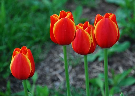 Garden Delights Todays Flowers The Wonder Of The First Tulips