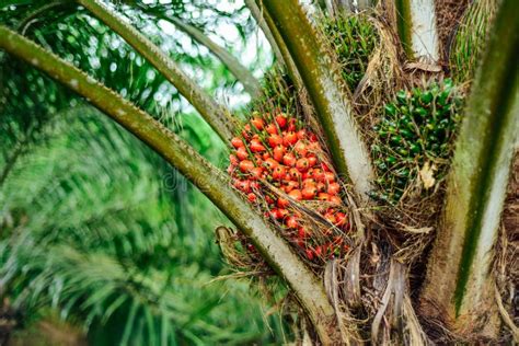 Ripe Fruits Of Oil Palm Tree Fully Matured Stock Photo Image Of