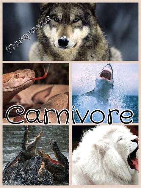 Many small birds and mammals are omnivorous; Herbivores Carnivores And Omnivores Animals Examples ...