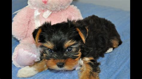 Find out which puppy shots your new friend will need, and the right schedule for when your which shots do puppies need? Yorkie Puppies 7 weeks old - YouTube