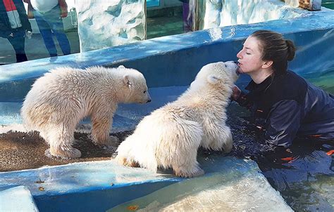 Human Mother Goes To Water To Encourage Adoptive Polar Bear Cubs To Swim