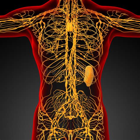 3d Render Medical Illustration Of The Lymphatic System Stock