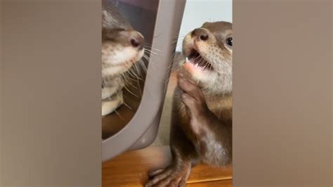 Naughty Otters Love To Play And Eat 😁😋🥰🦦🦦 Cute Otter Youtube